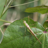 conocephalus_iris1md (Conocephalus iris)