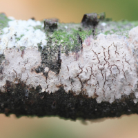 Cylindrobasidium laeve (Cortice)