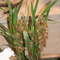 Cymbidium pumilum (Cymbidium)