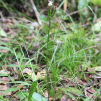 Cynorkis (Cynorchis) fastigiata (Cynorkis, Orchis)