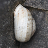 Eobania vermiculata (Escargot)