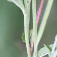 epilobium_lamyi3md (Epilobium tetragonum ssp. lamyi)