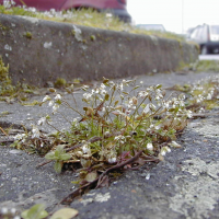 erophila_verna2md (Draba verna)