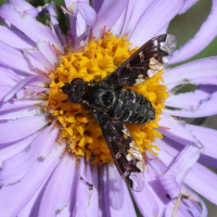 Exoprosopa jacchus (Exoprosopa)