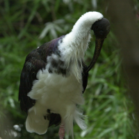 Threskiornis melanocephalus (Ibis à tête noire)