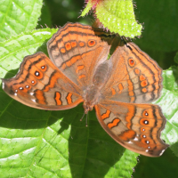 junonia_goudoti2md