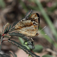 junonia_oenone_epiclelia4bd