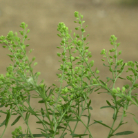 Lepidium ruderale (Passerage)