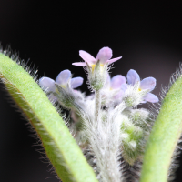 myosotis_arvensis2md