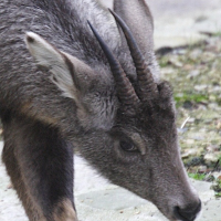 naemorhedus_caudatus_arnouxianus2md