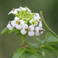 nasturtium_officinale4md