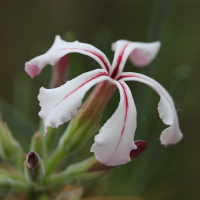 pachypodium_succulentum2bd