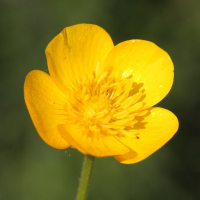 ranunculus_repens3md