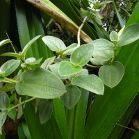 tibouchina_grandifolia2md (Tibouchina grandifolia)