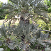 Trithinax campestris (Trithrinax, Blue needle palm)