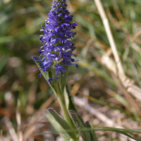 veronica_spicata3md