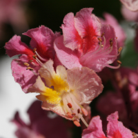 aesculus_x_carnea4bd (Aesculus x carnea)