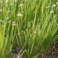Allium fistulosum (Ciboule)