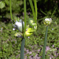 allium_scorodoprasum2md (Allium scorodoprasum)