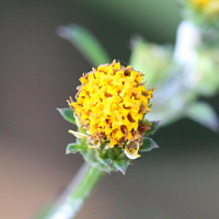 bidens_biternata3md (Bidens biternata)