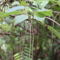 boehmeria_macrophylla4md