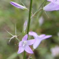 campanula_patula3md (Campanula patula)