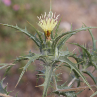 Carthamus creticus (Carthame de Crète)