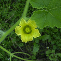 cucurbita_maxima4md (Cucurbita maxima)