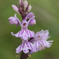 Dactylorhiza fuchsii (Orchis de Fuchs)