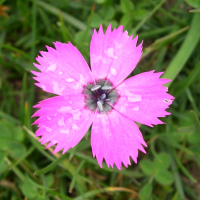 dianthus_deltoides5md (Dianthus deltoides)