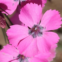 dianthus_pavonius2md (Dianthus pavonius)