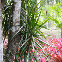 dracaena_marginata2md (Dracaena marginata)