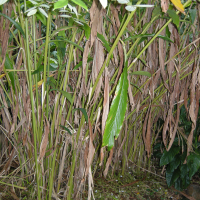 Elettaria cardamomum (Cardamome)