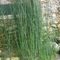 Equisetum x ferrissii (Prêle)