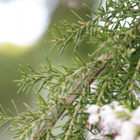 erica_lusitanica2md (Erica lusitanica)