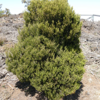 Erica reunionensis (Bruyère, Branle vert)