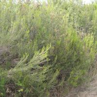 erica_scoparia2md (Erica scoparia)