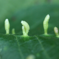 eriophyes_padi_galle2md (Eriophyes padi)