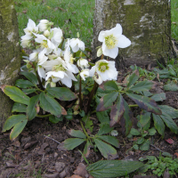 helleborus_niger4md