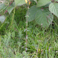 Hypericum pulchrum (Millepertuis élégant)