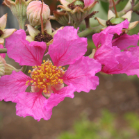 lagerstroemia_indica2md