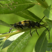 leptura_quadrifasciata1md