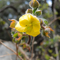 ludwigia_jussiaeoides2md