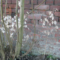 lunaria_annua4md