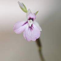 maranta_leuconeura_erythroneura2md