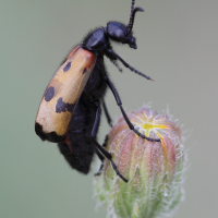 mylabris_quadripunctata3abd