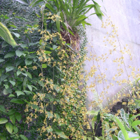 oncidium_baueri1md