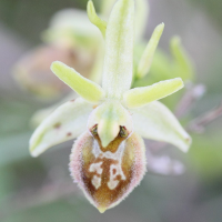 ophrys_virescens6md