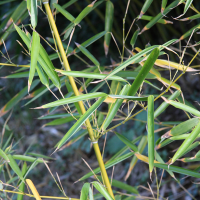 Phyllostachys primotina (Bambou géant)