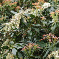 pieris_formosa2amd